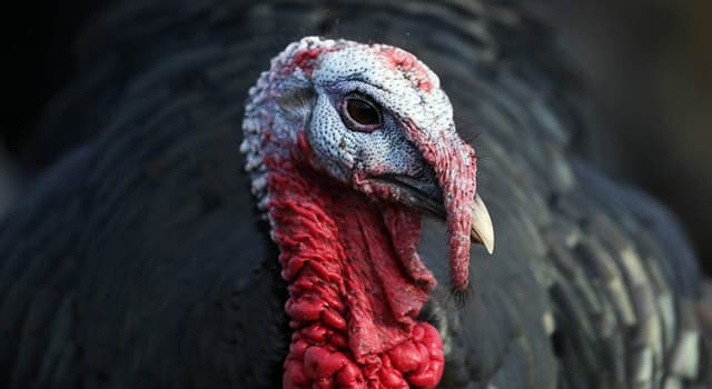 Natur Wissensfrage: Welcher Vogel ist im Bild zu sehen?