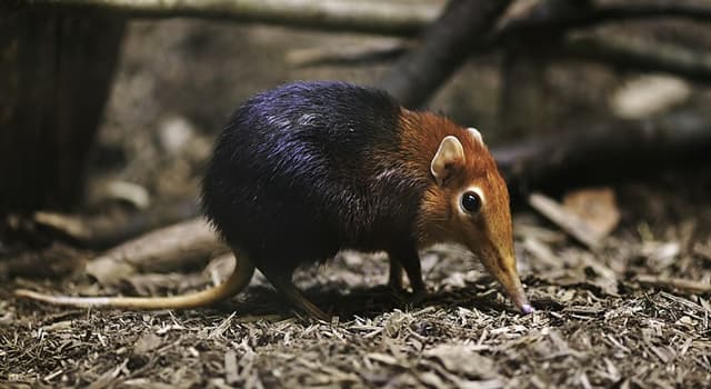 Naturaleza Pregunta Trivia: ¿Qué animal aparece en la imagen?