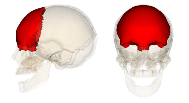 Wetenschap Trivia Vraag: Welk bot bedekt het voorhoofd en bevindt zich recht boven de ogen?