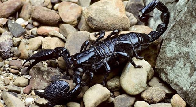 Natuur Trivia Vraag: Welk dier is hieronder afgebeeld?