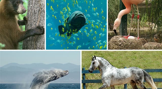 Natuur Trivia Vraag: Welk dier maakt een kwetterend geluid?