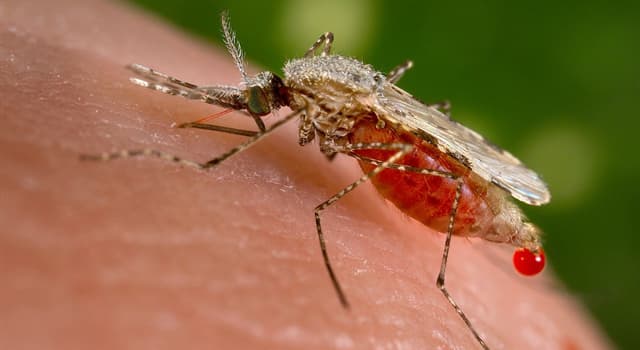 Natuur Trivia Vraag: Welk geslacht mug brengt malaria over?