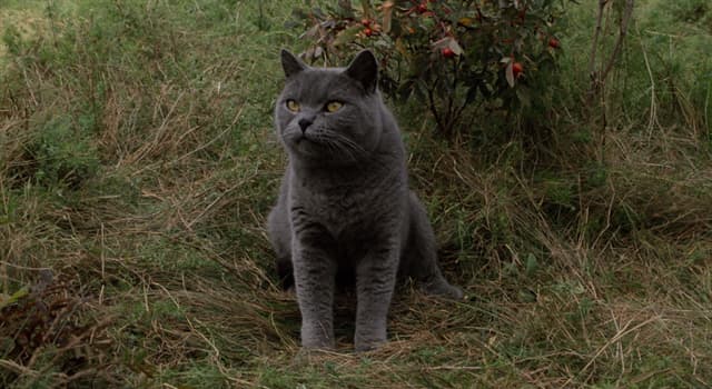 Cultuur Trivia Vraag: Welke auteur schreef de thriller 'Dodenwake' ('Pet Sematary')?