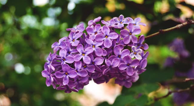 Natuur Trivia Vraag: Welke bloem staat op de foto?