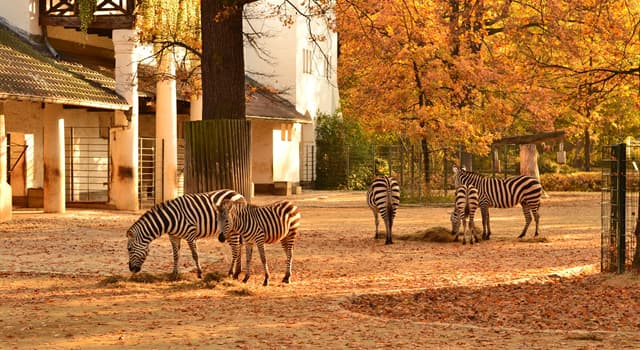 Natuur Trivia Vraag: Welke dierentuin presenteert een van de meest uitgebreide verzameling soorten ter wereld?