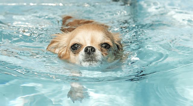 Natuur Trivia Vraag: Welke hond heeft een waterafstotende vacht en vliezen tussen de tenen?