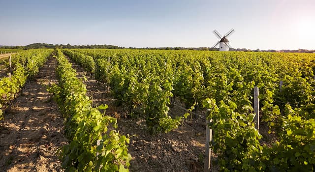 Aardrijkskunde Trivia Vraag: Welke van onderstaande gebieden is een van de bekendste ter wereld als het gaat om wijnproductie?