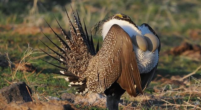 Natuur Trivia Vraag: Welke vogel staat op de foto?