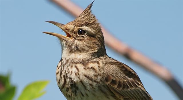 Natuur Trivia Vraag: Welke vogel is op de foto te zien?