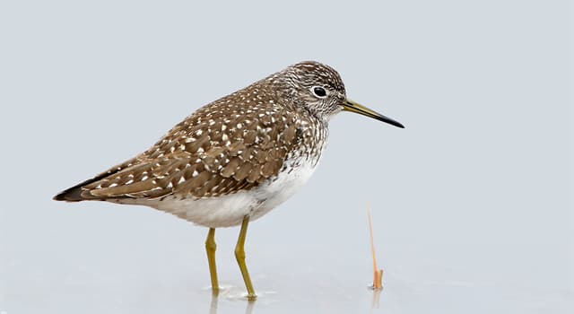 Natuur Trivia Vraag: Welke vogelsoort staat op deze foto?