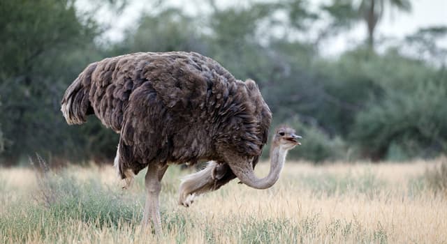 Nature Trivia Question: What do adult ostriches primarily eat?