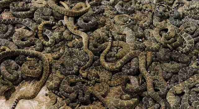 Nature Trivia Question: What is a group of rattlesnakes called?