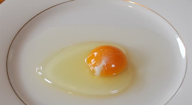 Science Trivia Question: What is another name for the egg white?