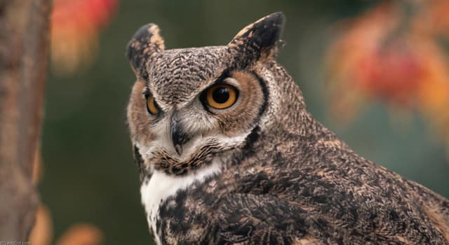 Nature Trivia Question: What time of day do most owls hunt?