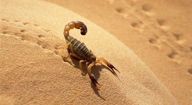 Nature Trivia Question: Where do scorpions live?