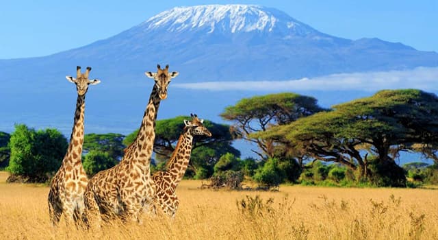 Geography Trivia Question: Which city is the capital of Kenya?