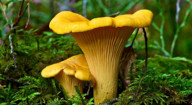 자연 상식 퀴즈: 사진 속의 버섯은 무슨 버섯인가?