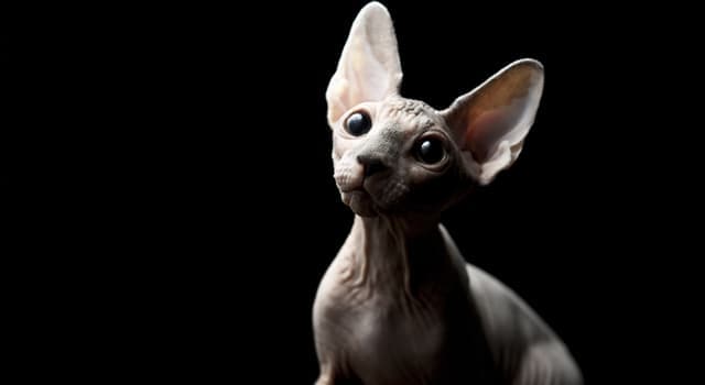 Nature Trivia Question: Which of these is false about the Sphynx cats?
