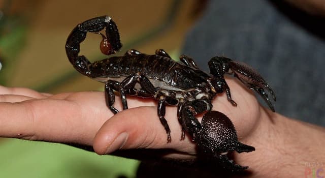 Nature Trivia Question: Which species of scorpions is one of the largest?