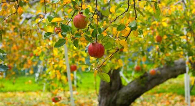 Cultuur Trivia Vraag: Wie is de Romeinse godin van fruitbomen?