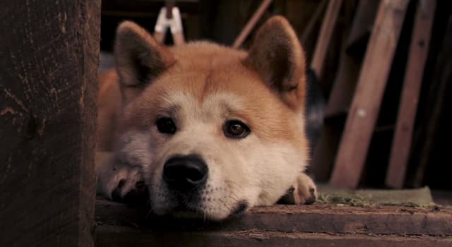 Films & TV Trivia Vraag: Wie speelde professor Parker Wilson in de film "Hachi: A Dog's Tale"?