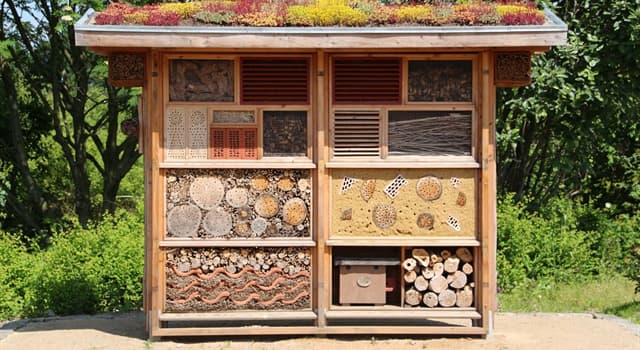 Toplum Trivia Sorusu: Fotoğrafta Ne Gösteriliyor?