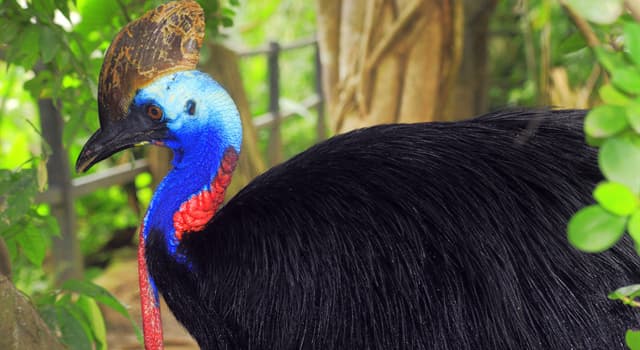 자연 상식 퀴즈: 화식조(火食鳥, cassowary)는 다음 중 무엇을 먹이로 먹는 새일까요?