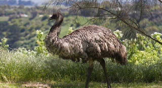 natura Pytanie-Ciekawostka: Co to za ptak?