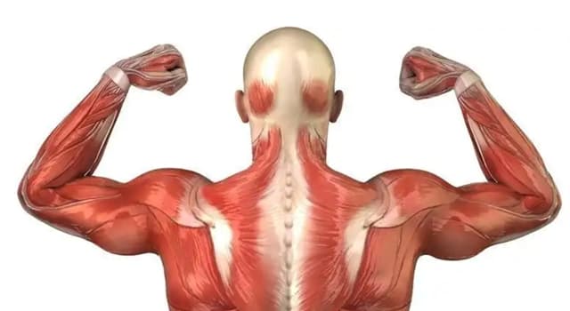 Сiencia Pregunta Trivia: ¿Cuál es el músculo más pequeño del cuerpo humano?