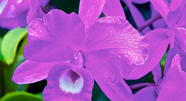 Naturaleza Pregunta Trivia: ¿Cuál es la flor nacional de Costa Rica?