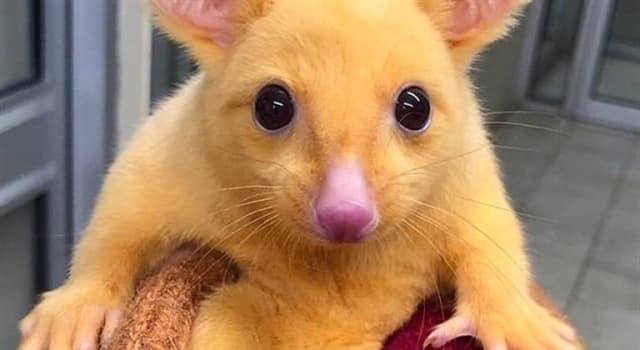 Kültür Trivia Sorusu: Fırça kuyruklu possum hangi ülkeye özgüdür?