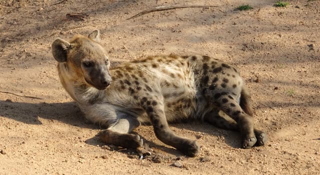 natura Pytanie-Ciekawostka: Do jakiego rzędu ssaków należą hieny?