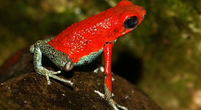 Natuur Trivia Vraag: Hoe heet de kleur van een dier dat roofdieren waarschuwt dat het giftig is?