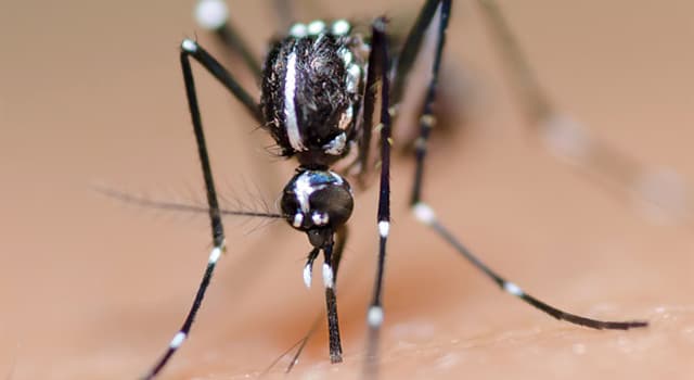 Natuur Trivia Vraag: Hoeveel soorten muggen zijn er?