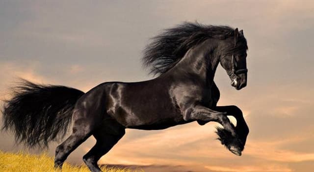 Nature Trivia Question: How long do horses carry their young?
