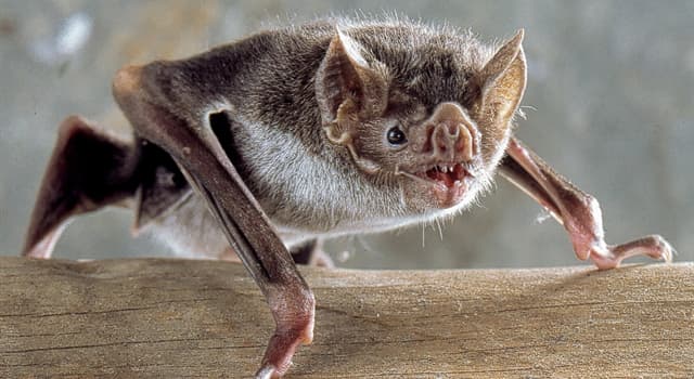 Nature Trivia Question: How many different species of bats are there in the world?