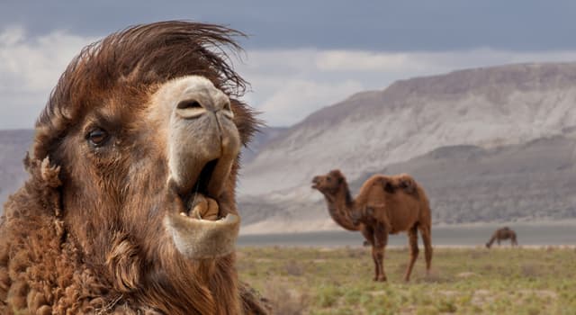 Nature Trivia Question: As of 2020, how many surviving species of camels are there?
