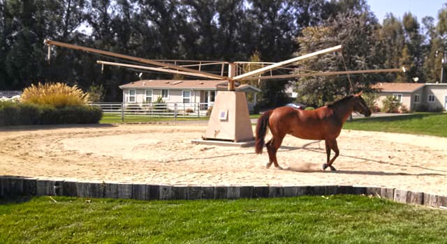 Sport Trivia Question: In equestrian sports, what is this apparatus known as?