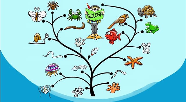 Natuur Trivia Vraag: In termen van aantallen soorten, welke dierengroep is dan de grootste?