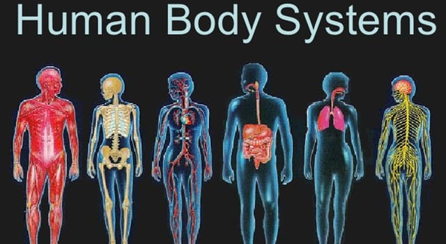 科學 小問題：在人體中，成骨細胞是一種與哪些組織形成有關的細胞？