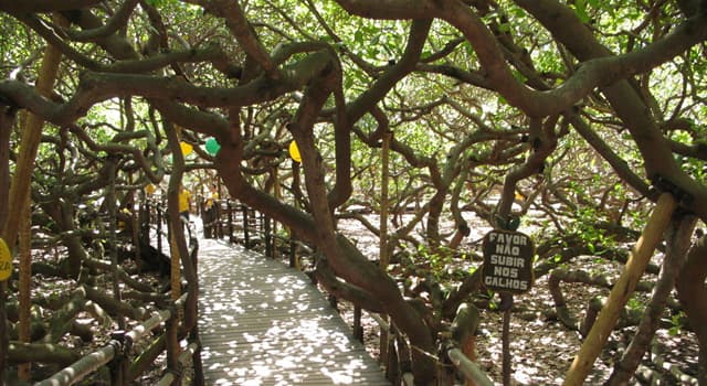 Natuur Trivia Vraag: In welk land bevindt zich de grootste cashewboom ter wereld?