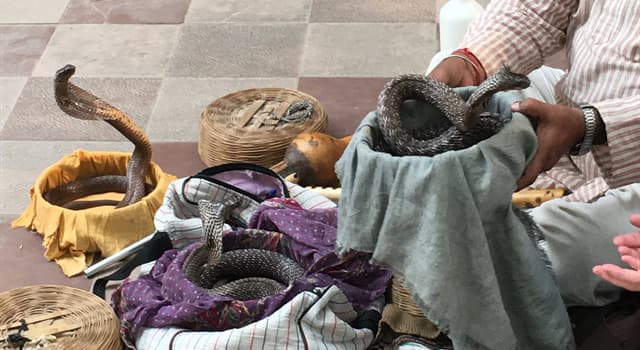 History Trivia Question: In which decade did the Wildlife Protection Act change in India, resulting in the decline of snake charmers?
