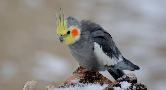 natura Pytanie-Ciekawostka: Jaki ptak jest drugim najpopularniejszym ptakiem do trzymania w domu po papużce falistej?