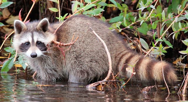 natura Pytanie-Ciekawostka: Co to za zwierzę?