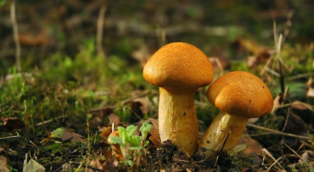 природа Запитання-цікавинка: Як називаються організми, які харчуються плодовими тілами грибів?
