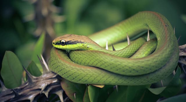 Natuur Trivia Vraag: Op welk continent zou je geen slangen vinden?