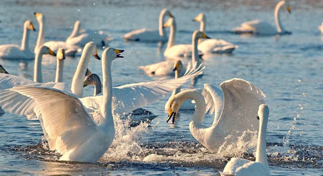 Culture Trivia Question: The whooper swan is the national bird of which country?