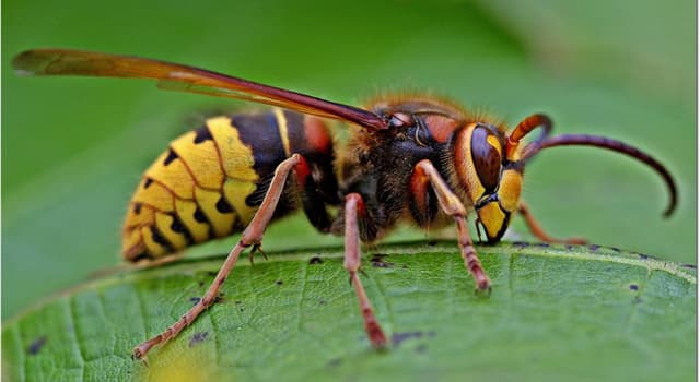 Natuur Trivia Vraag: Waar voeden hoornaars zich mee?