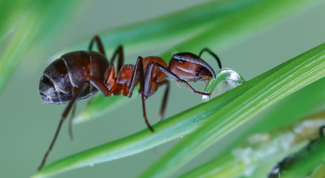 Natuur Trivia Vraag: Waar voeden mieren zich mee?