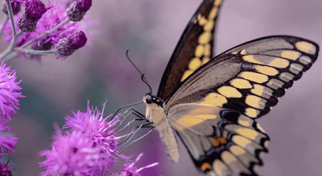 Natuur Trivia Vraag: Wat is de grootste vlinder ter wereld, voor wat betreft vleugeloppervlak?